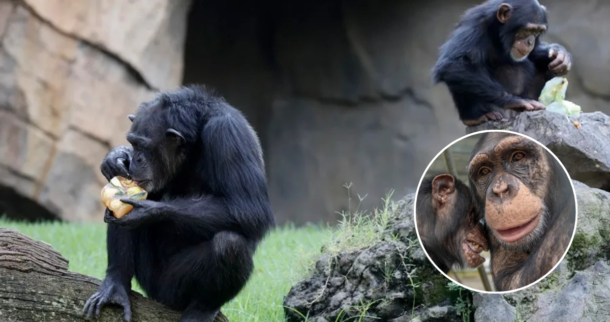 Cómo los chimpancés beben el equivalente a casi dos bebidas alcohólicas al día, según estudio