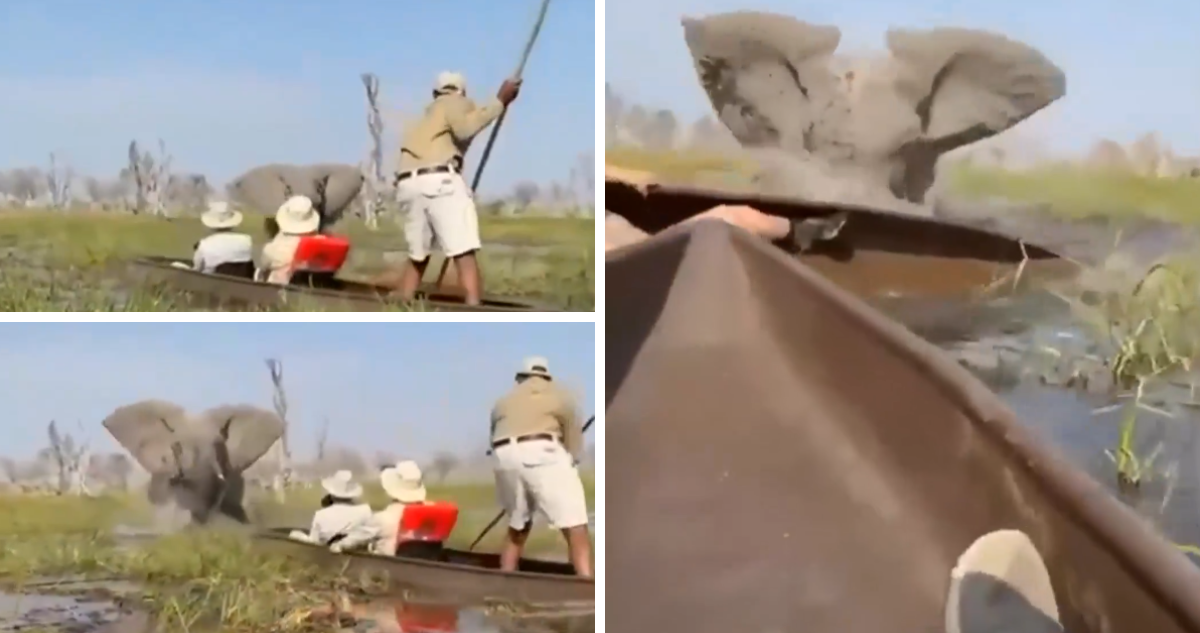 elefante ataca a turistas