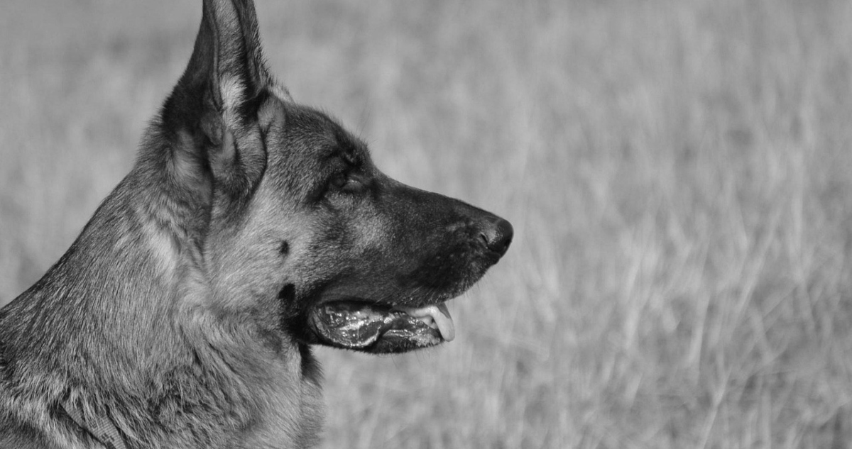 Formalizan a hombre acusado de matar a perro colgándolo de un árbol