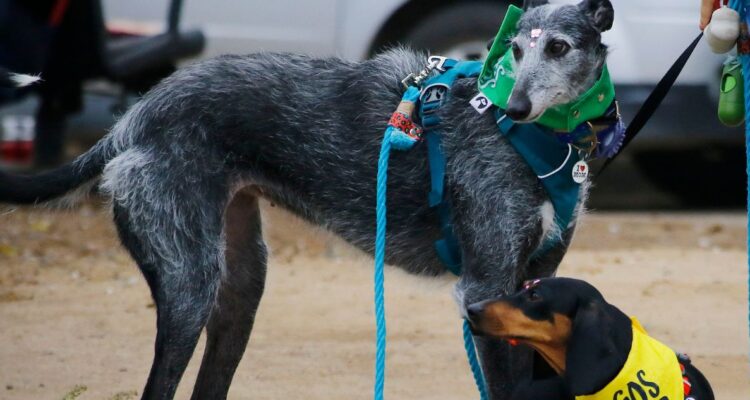 Tras denuncia: alcalde de Curacautín dice que revisará carrera de perros galgos en fiesta dieciochera