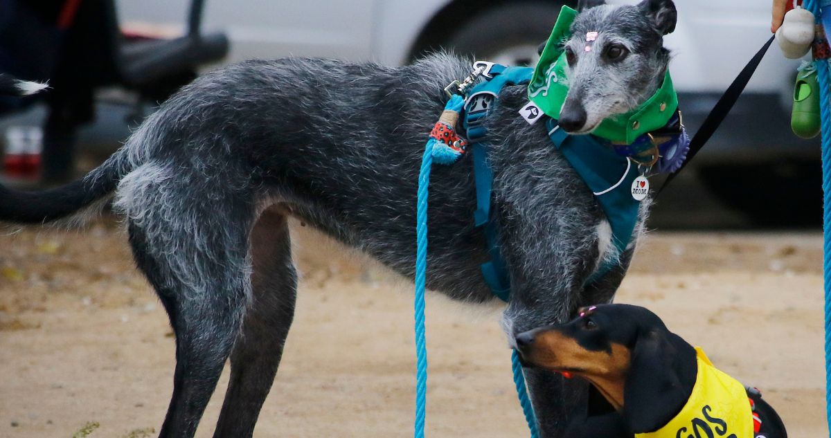 Tras denuncia: alcalde de Curacautín dice que revisará carrera de perros galgos en fiesta dieciochera