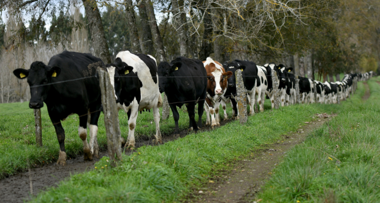 Nuevo caso de abigeato en Osorno: hombres trasladaban cuatro vacunos robados