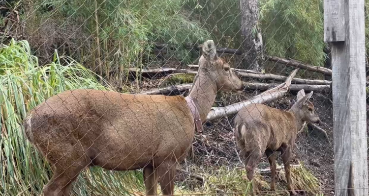 Gobernador de Los Ríos dice que repoblamiento del huemul beneficiará a habitantes cordilleranos