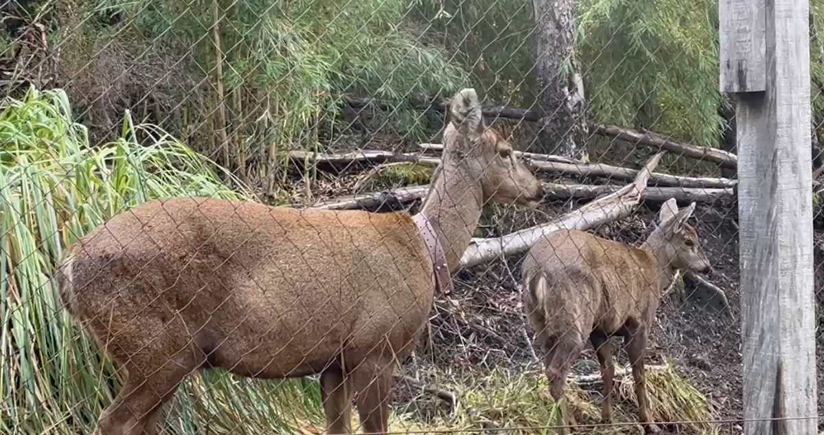 Gobernador de Los Ríos dice que repoblamiento del huemul beneficiará a habitantes cordilleranos