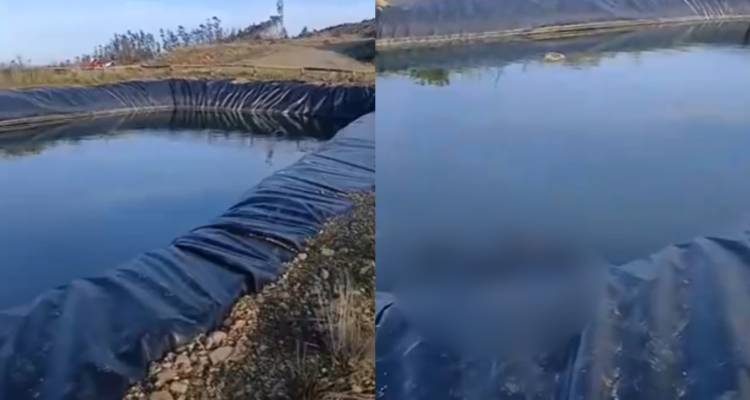 Hallan una docena de perros muertos en piscina que almacena aguas lluvias en Coronel