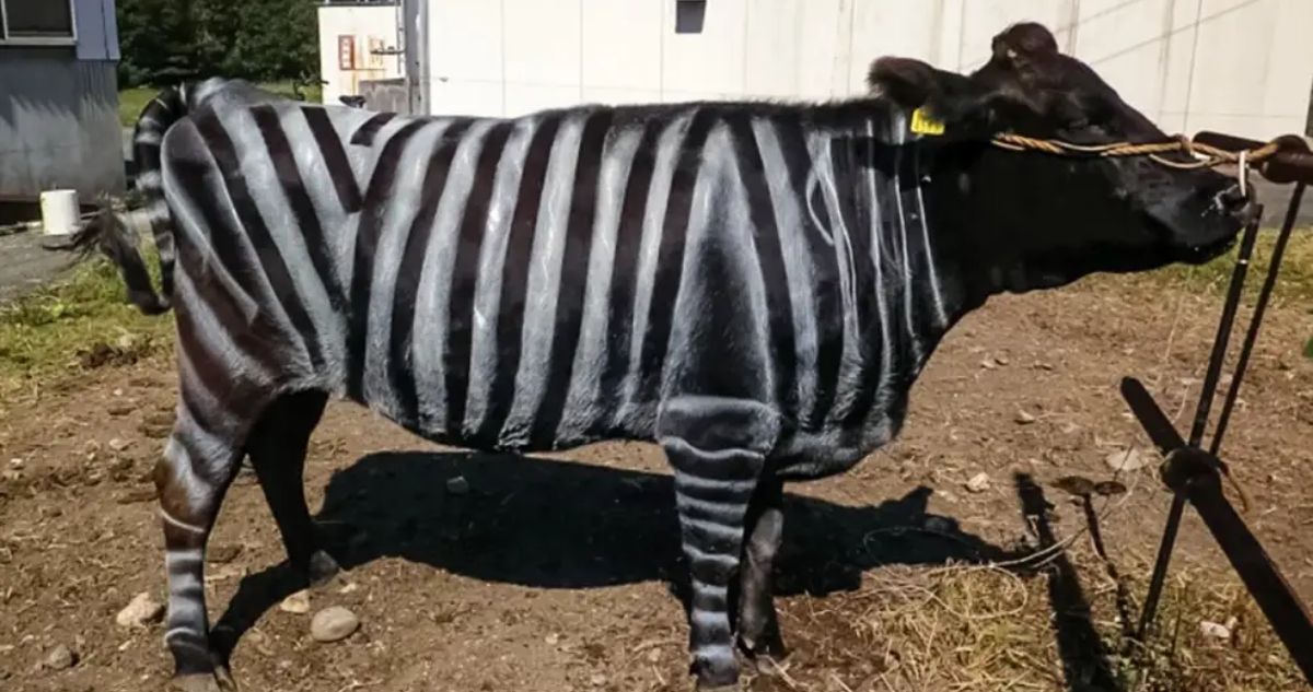 Murciélagos ebrios y vacas pintadas: los insólitos ganadores de los premios Ig Nobel 2025