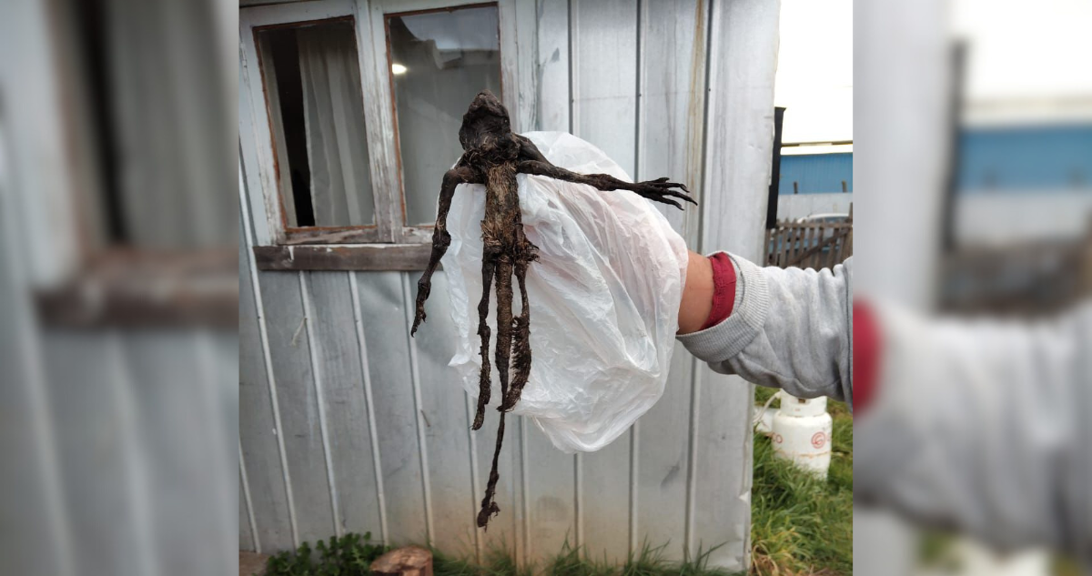 Intriga en Paillaco por hallazgo de cadáver de animal no identificado: será revisado por el SAG