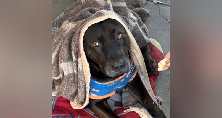 Investigan a PDI que disparó y mató a perro comunitario del Hospital de Quilpué