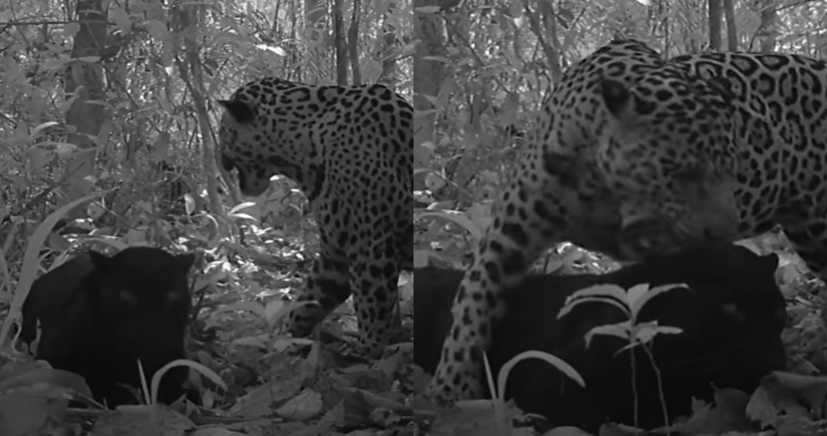 Jaguar negro