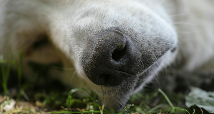 Junta de vecinos en Yumbel evalúa presentación de querella ante matanza de perros por envenenamiento