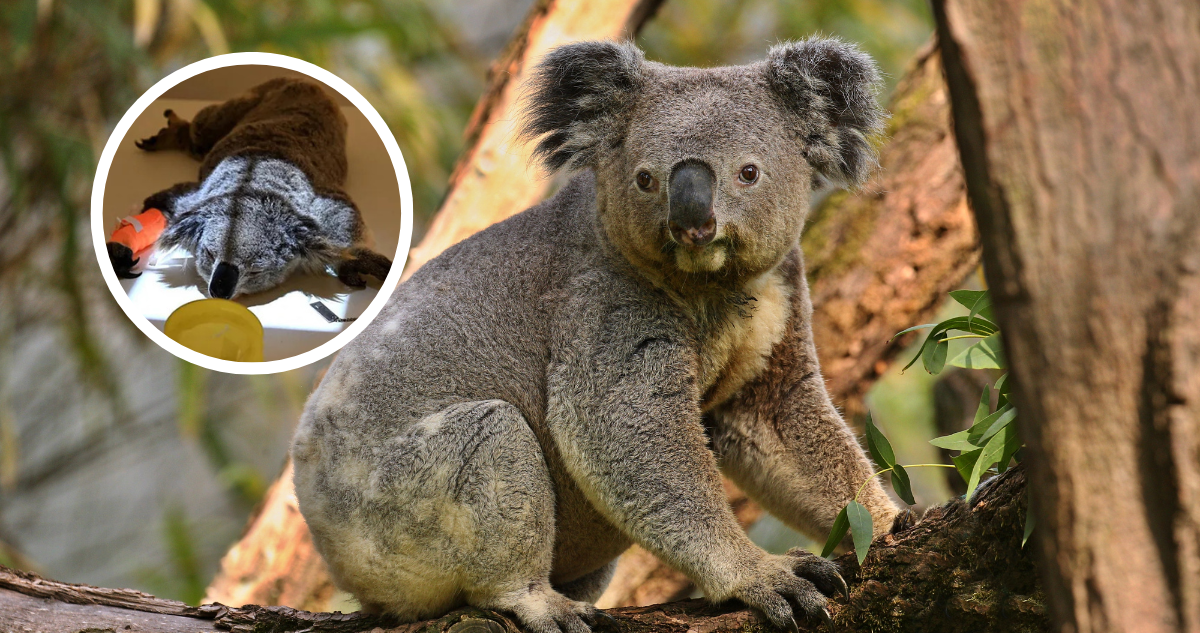 Koalas