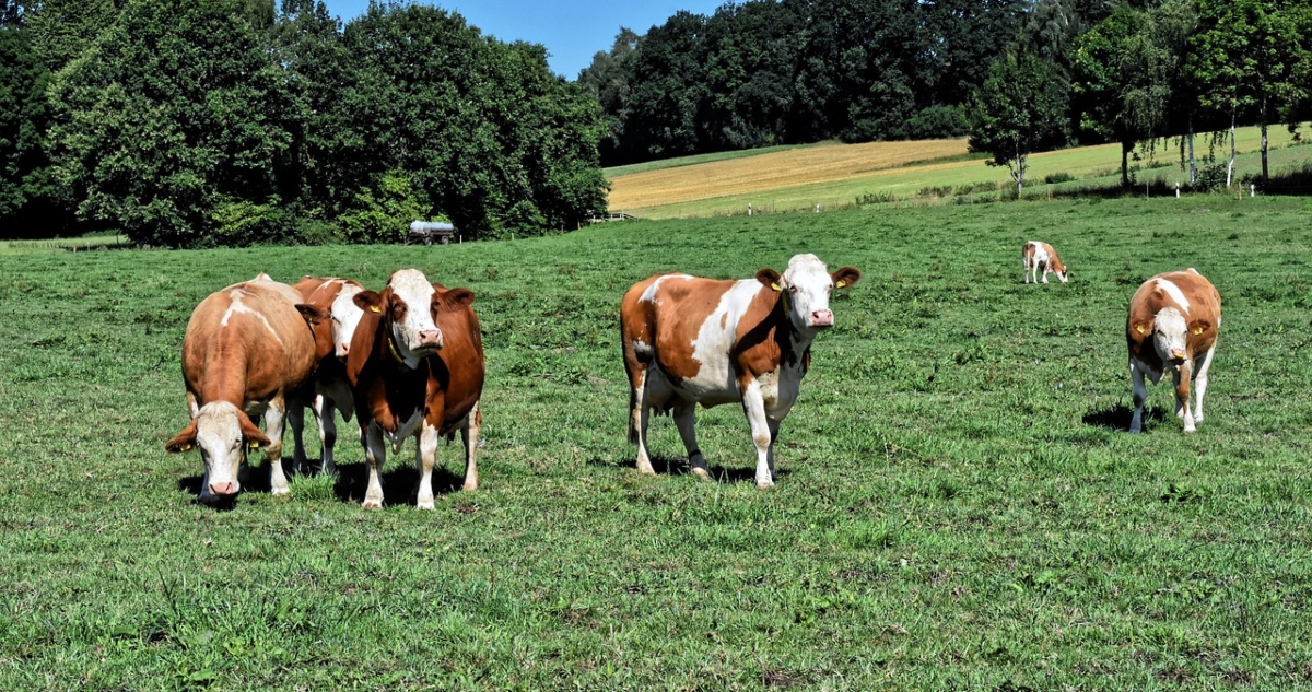Leche cruda aumento entre enero y julio