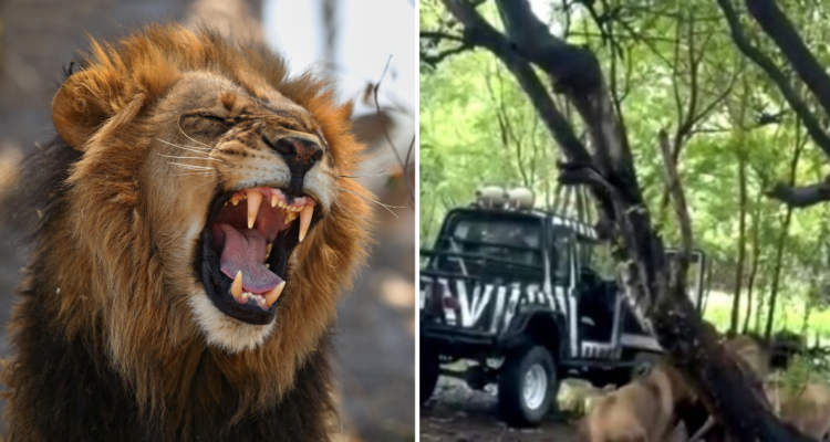 Leones devoran a cuidador en zoo de Tailandia