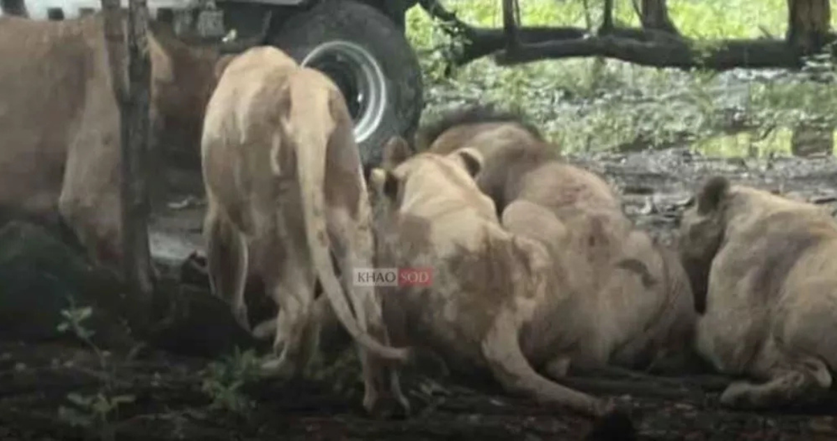 Leones mataron a cuidador en zoológico de Tailandia