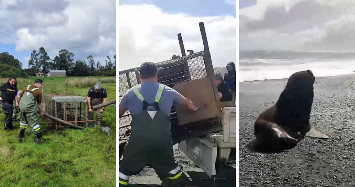 Les “agradeció”: comunidad se une para rescatar a lobo marino atrapado en humedal de Puerto Saavedra