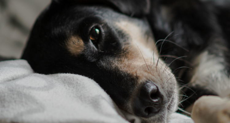 El duelo por la muerte de una mascota ya no es un tema menor: las familias multiespecie buscan reconocimiento y el proyecto de ley Duque que otorga permiso laboral es un paso para validar este dolor