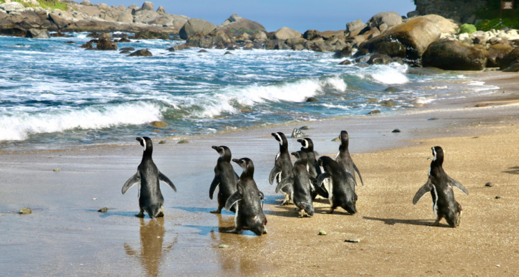 Liberan a nueve pingüinos de Magallanes en Zapallar tras exitosa rehabilitación