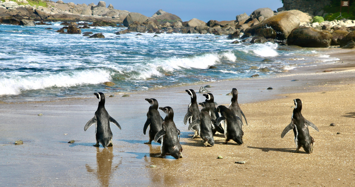 Liberan a nueve pingüinos de Magallanes en Zapallar tras exitosa rehabilitación