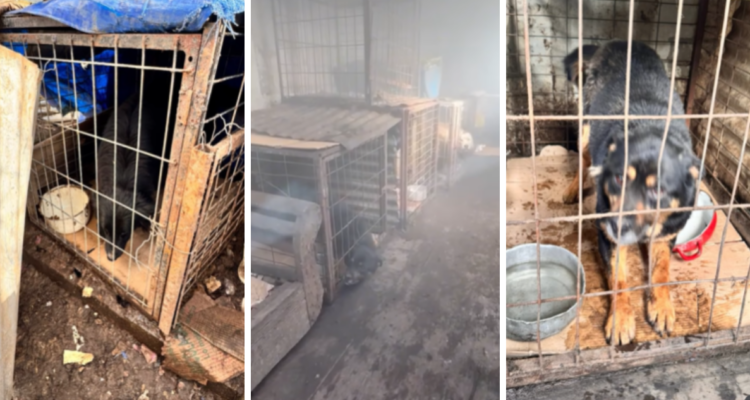 Hacinados y con peligro de asfixia por humo: denuncian maltrato de perros en albergue en Punta Arenas