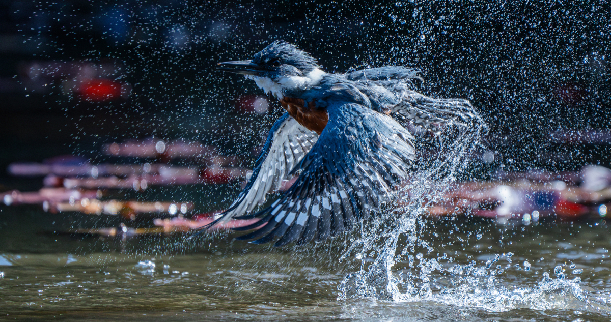 Martín pescador de los Aubudon Photography Awards