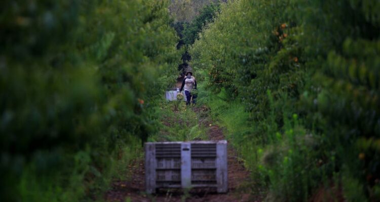 Walker pide “conversación madura” tras críticas por pedir regularizar migrantes para faenas agrícolas