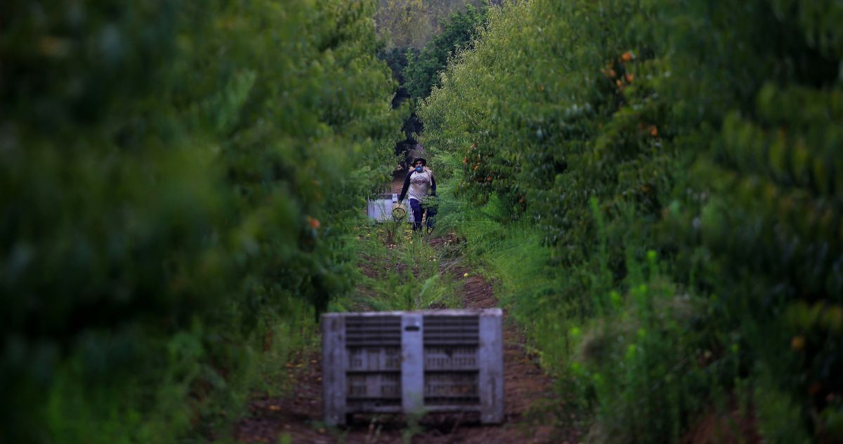 Walker pide “conversación madura” tras críticas por pedir regularizar migrantes para faenas agrícolas