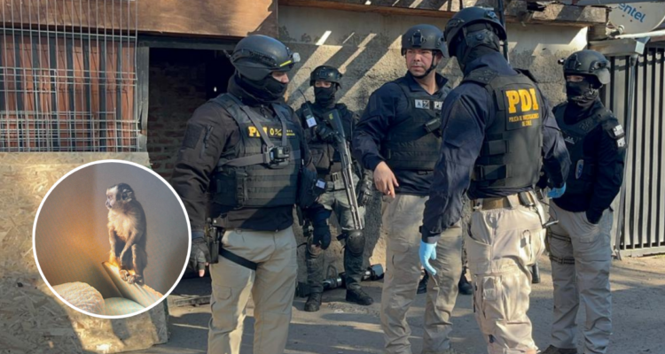 Tenían un mono como mascota: desbaratan clan familiar narco en la RM