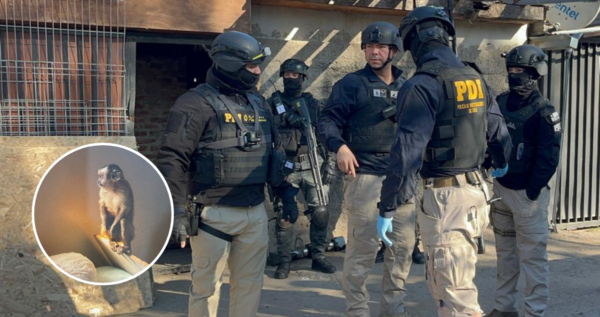 Tenían un mono como mascota: desbaratan clan familiar narco en la RM