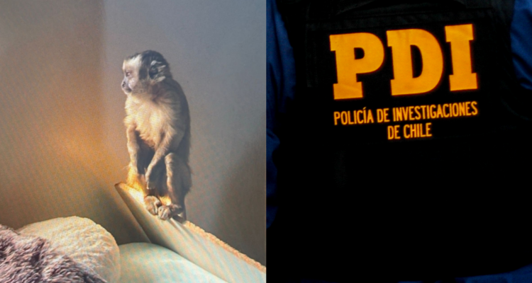 ¿Dónde está el mono? Primate hallado en operativo de la PDI contra banda narco estaría extraviado