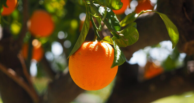 Las naranjas chilenas arribarán a México y entran a competir con las que exporta Estados Unidos