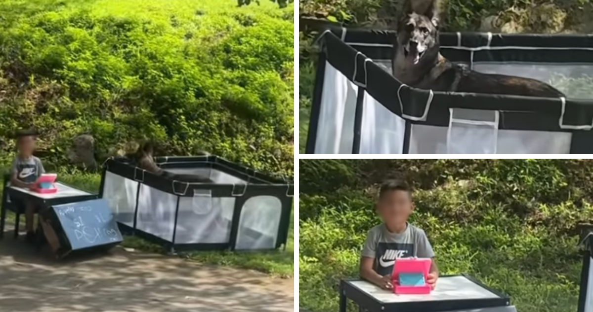 Niño “robó” mascota para crear atracción donde cobraba por acariciarlo