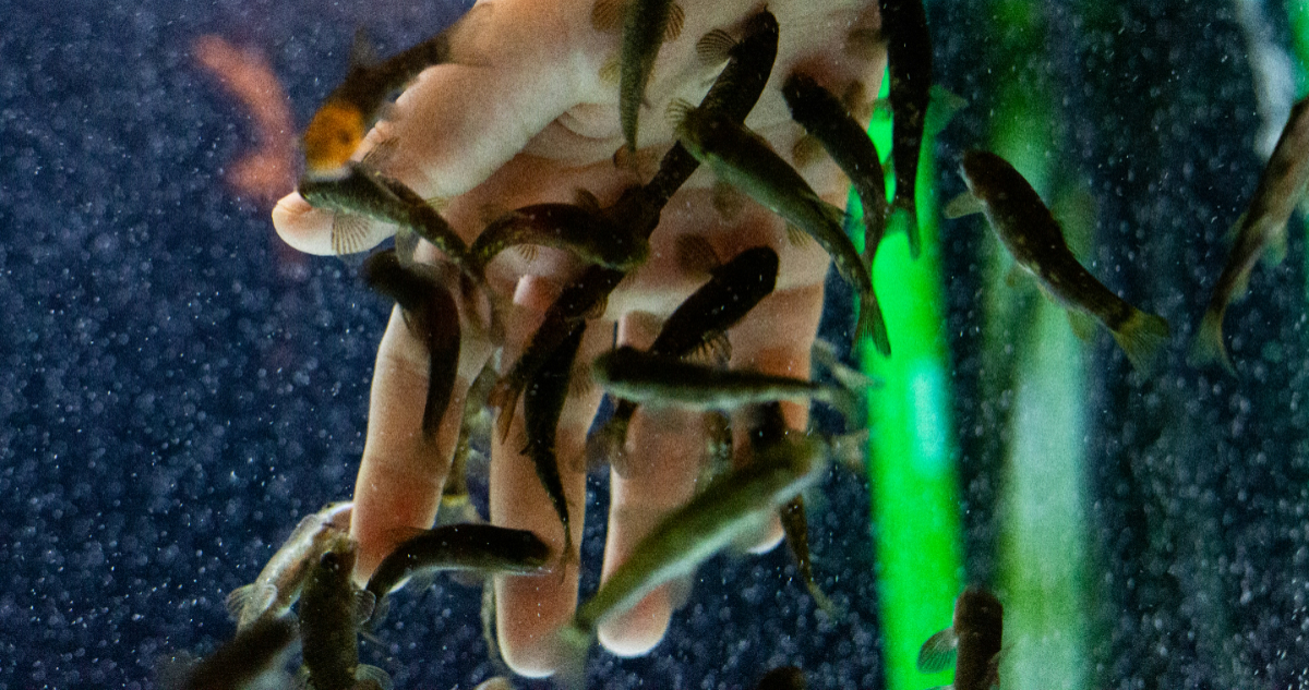 Tus dedos podrían provenir de un mecanismo genético del trasero de los peces, según un estudio
