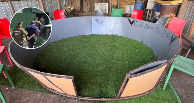 Pelea de gallos en San Carlos