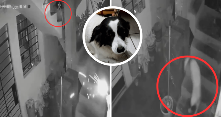 Perrita apaga explosivo que sujeto lanzó a casa de periodista en Perú