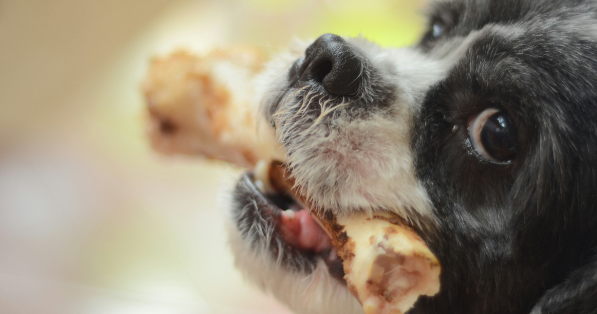Estos son los alimentos típicos de Fiestas Patrias que pueden dañar gravemente a tus mascotas