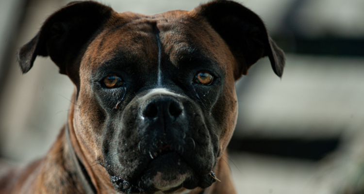Grave caso de maltrato animal en Limache: perro fue atacado a balazos y degollado por desconocidos