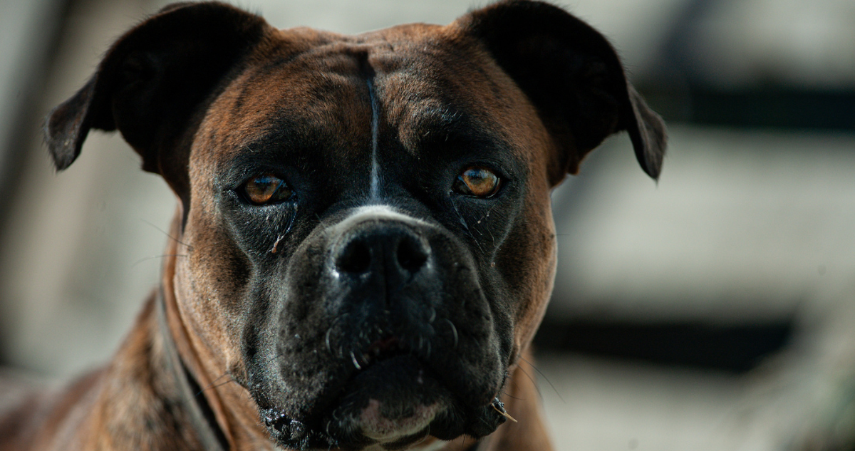 Grave caso de maltrato animal en Limache: perro fue atacado a balazos y degollado por desconocidos