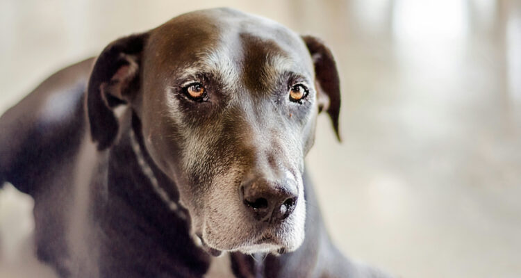 Científicos prueban una píldora para alargar la vida de los perros