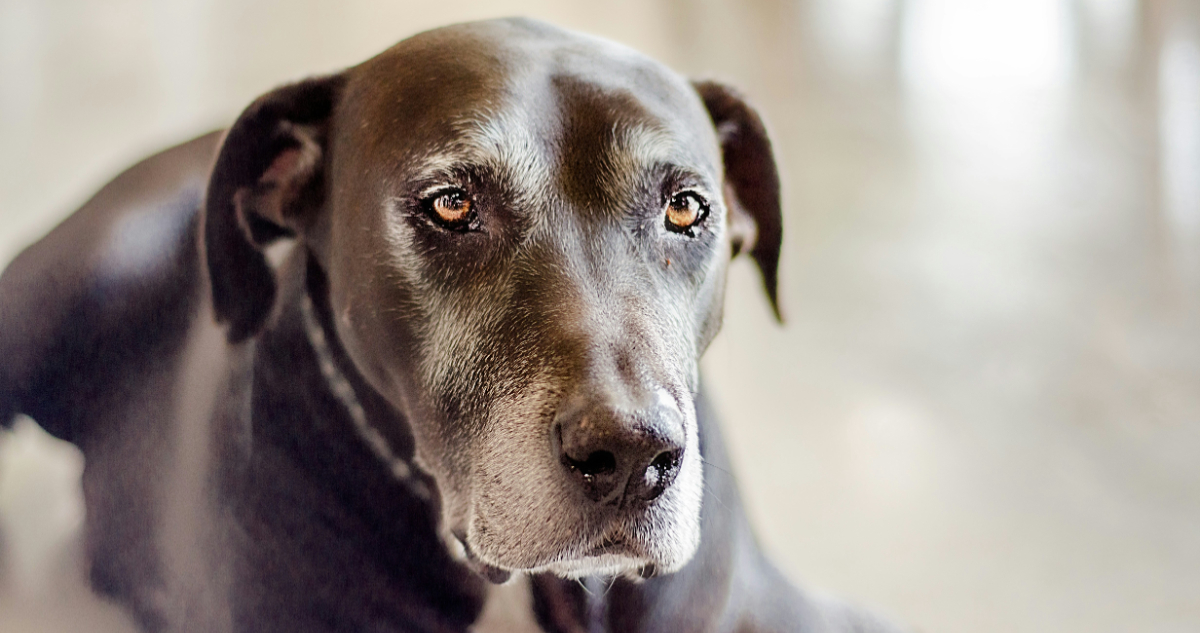 Científicos prueban una píldora para alargar la vida de los perros