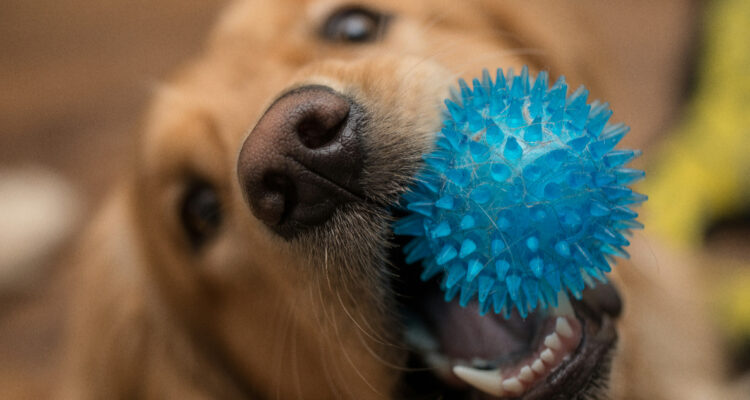 Científicos descubren una habilidad en los perros que se consideraba únicamente humana