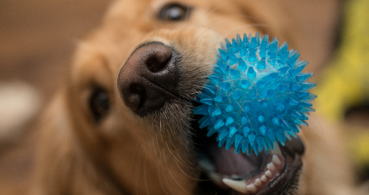 Científicos descubren una habilidad en los perros que se consideraba únicamente humana