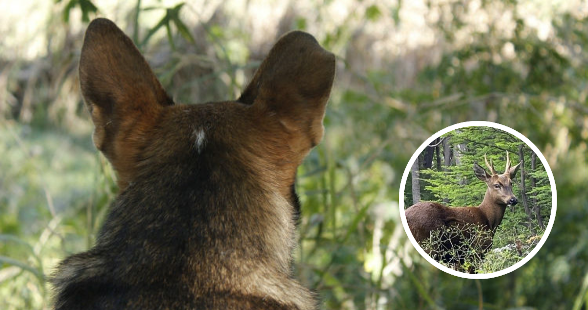 Foto de contexto de perro asilvestrado y huemul