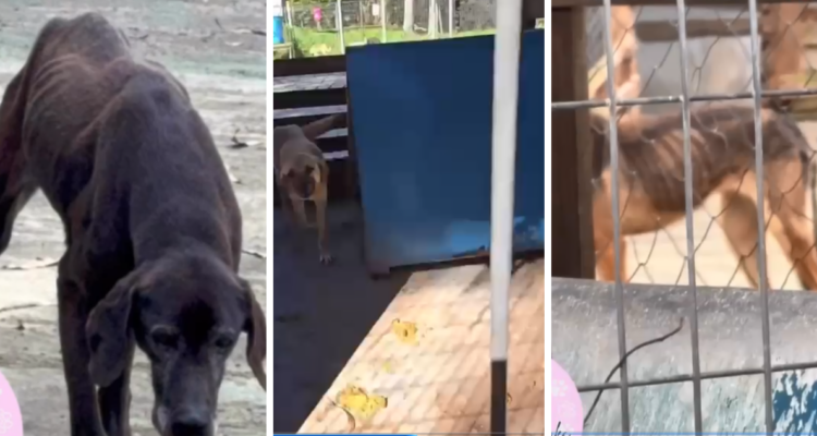 Videos dan cuenta de perros desnutridos y viviendo entre excremento en canil municipal de Lebu