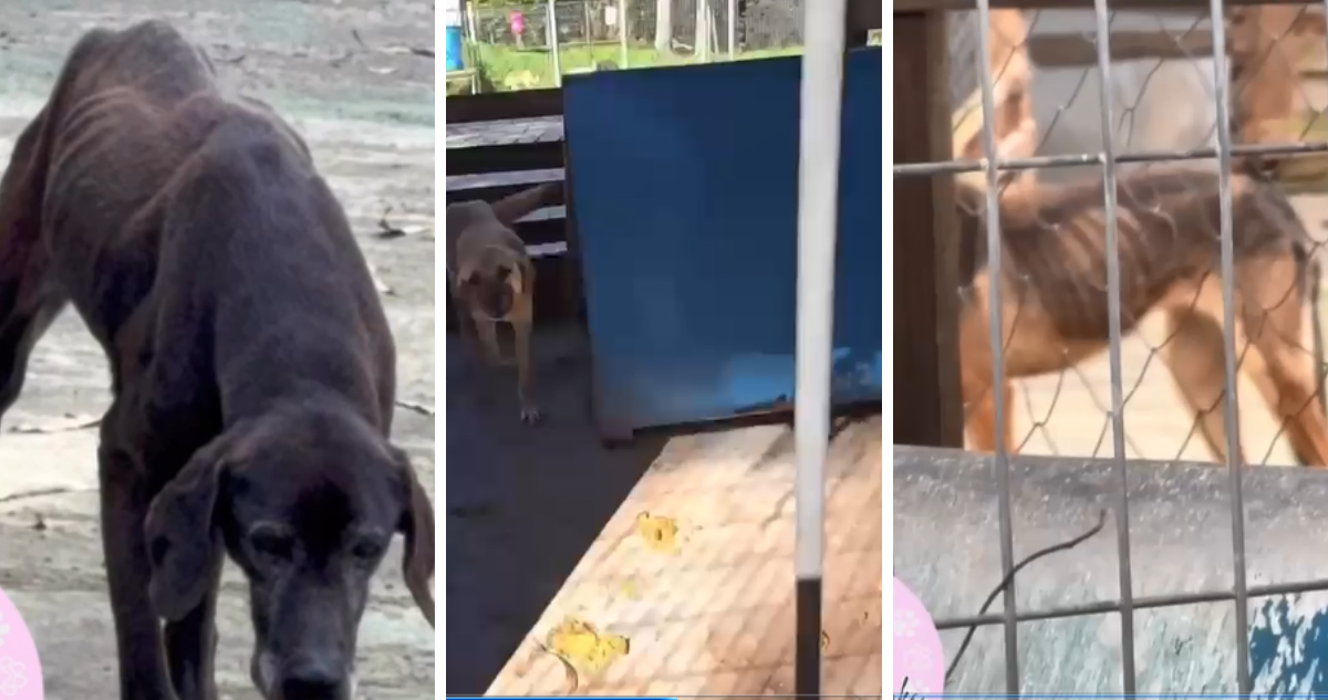 Videos dan cuenta de perros desnutridos y viviendo entre excremento en canil municipal de Lebu