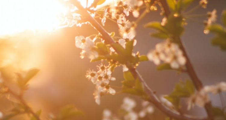 Cuándo comienza la primavera: Revisa aquí el día y la hora exacta del equinoccio 2025 en Chile