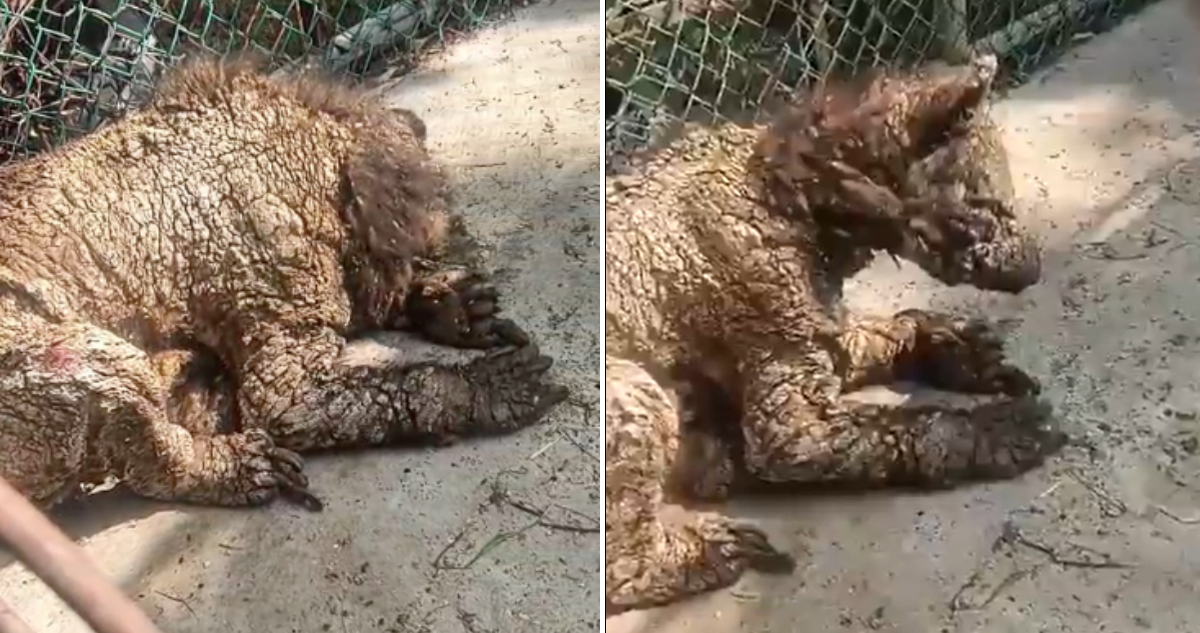 Mal estado de osa en zoológico en México