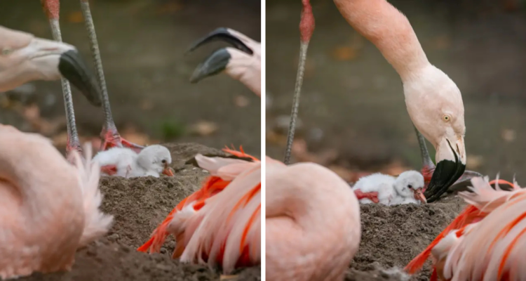 Polluelo de flamenco chileno en Escocia