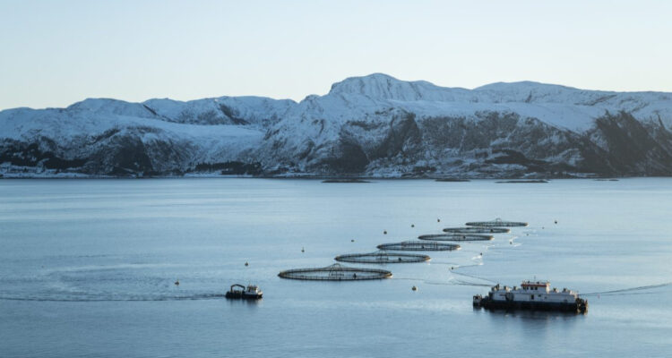 Mowi Chile es reconocida nuevamente entre las empresas que más rápido pagan a pymes del rubro acuícola