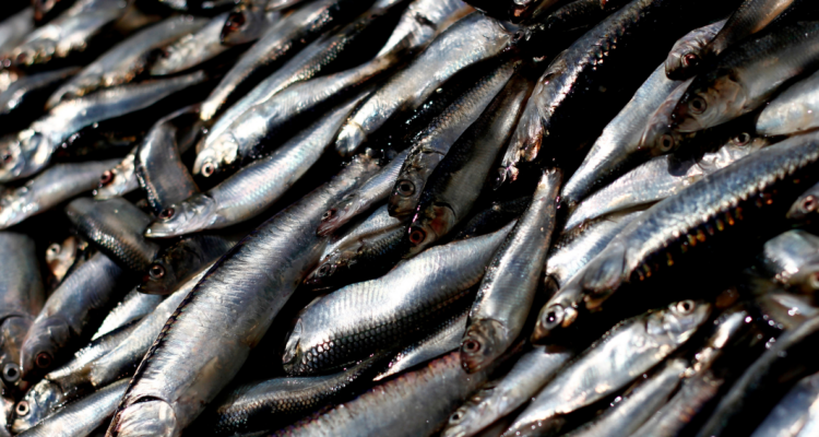 Bío Bío: pescadores industriales rechazan aprobación de subastas para cuotas de jurel y sardina