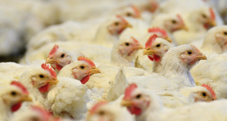 La Unión Europea levanta su embargo al pollo brasileño tras caso de gripe aviar